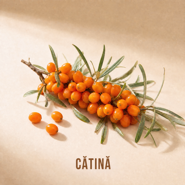 Cătină
