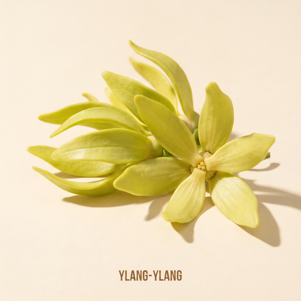 Ylang-ylang