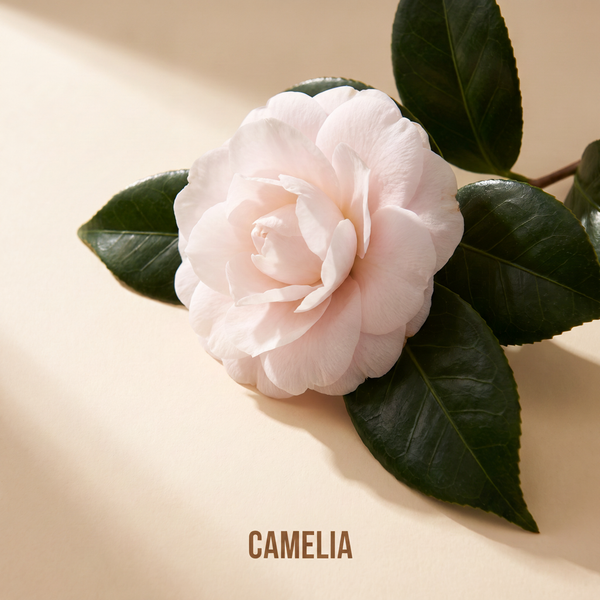 Camelia