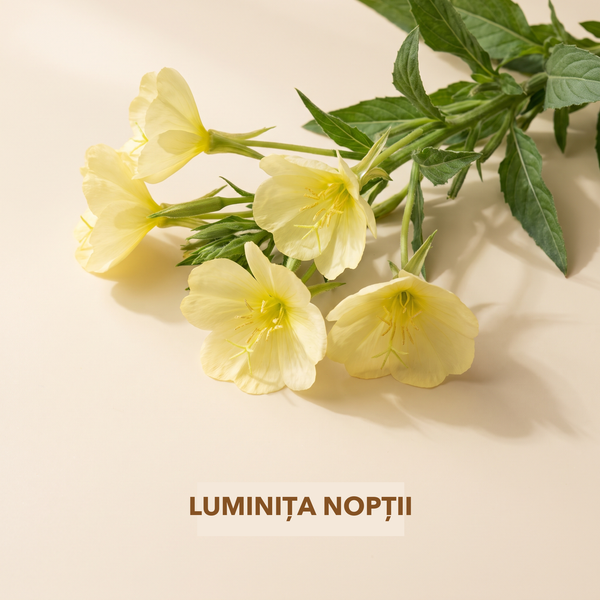 Primula de seară